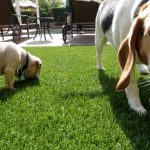 Synthetic Pet Turf Company National City, Artificial Pet Grass Backyard Installation