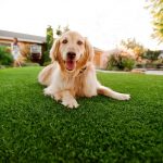 Synthetic Grass For Dogs National City, Artificial Lawn Dog Run Installation