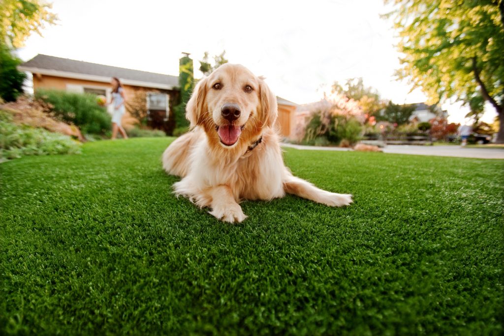 Synthetic Grass For Dogs National City,