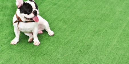 Amazing Benefits Of Artificial Pet Turf National City