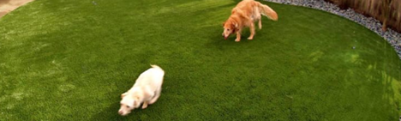 ▷How To Simplify Outdoor Play Times With Dog With Artificial Grass For Pets National City?