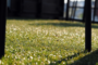 7 Benefits Of Artificial Grass For Healthcare Facilities In National City