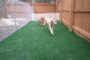 5 Tips To Install Artificial Grass For A Dog Run In National City